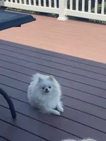 Barbie , a female Pomeranian for sale in Harrisonburg, VA – 1 of 2
