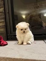 Princess , a female Pomeranian for sale in Harrisonburg, VA – Photo 3 of 7