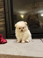 Princess , a female Pomeranian for sale in Harrisonburg, VA – Photo 1 of 7