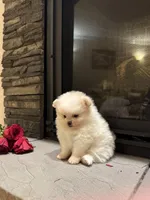 Princess , a female Pomeranian for sale in Harrisonburg, VA – Photo 5 of 7