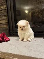 Princess , a female Pomeranian for sale in Harrisonburg, VA – Photo 4 of 7