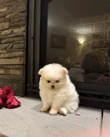 Princess , a female Pomeranian for sale in Harrisonburg, VA – Photo 2 of 7