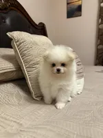 Ivy , a female Pomeranian for sale in Harrisonburg, VA – Photo 3 of 5