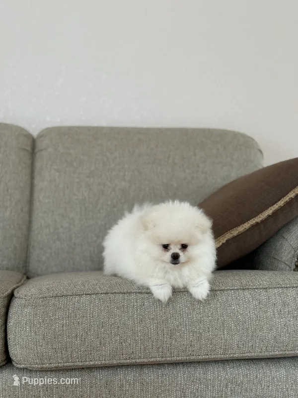 Female Pomeranian puppy