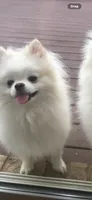 Barbie , a female Pomeranian for sale in Harrisonburg, VA – 2 of 2