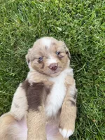 Jake, a male Miniature Australian Shepherd for sale in Cambridge, MN – 2 of 5