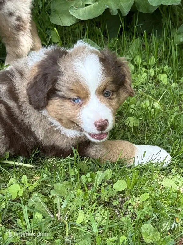 Lily – Miniature American Shepherd puppy for sale in Cambridge, MN