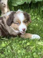 Lily, a female Miniature American Shepherd for sale in Cambridge, MN – 1 of 8
