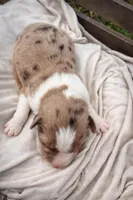 Dahlia, a female Miniature American Shepherd for sale in Cambridge, MN – Photo 3 of 5