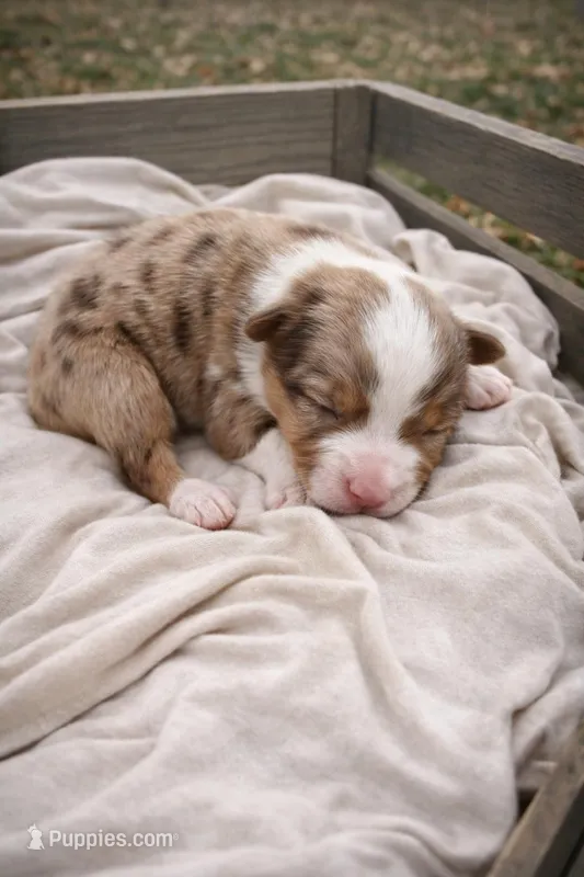 Dahlia – Miniature American Shepherd puppy for sale in Cambridge, MN