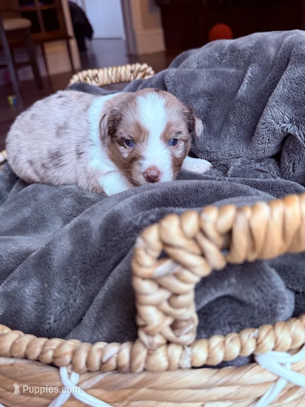 Dahlia – Miniature American Shepherd puppy for sale in Cambridge, MN