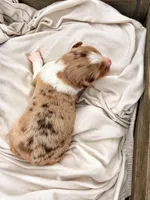 Dahlia, a female Miniature American Shepherd for sale in Cambridge, MN – Photo 1 of 5