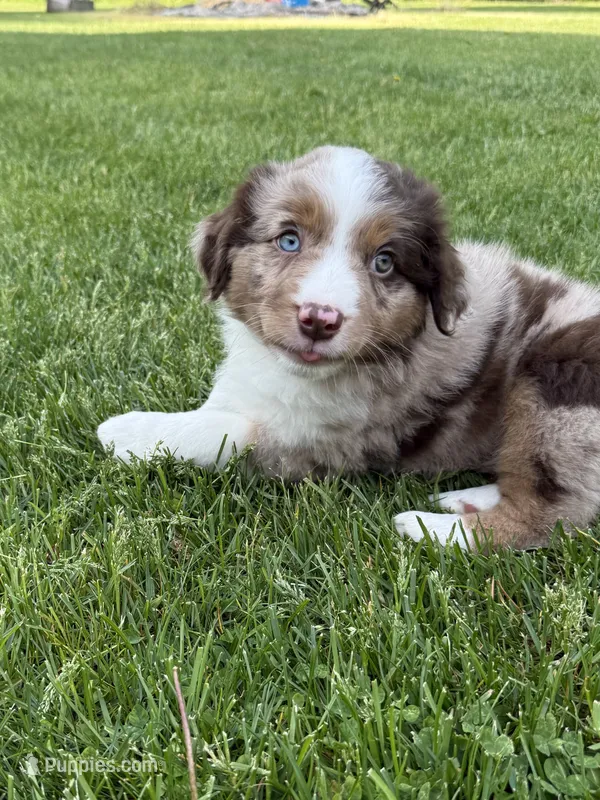 Holden – Miniature Australian Shepherd puppy for sale in Cambridge, MN