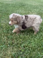 Aubry, a female Miniature Australian Shepherd for sale in Cambridge, MN – 10 of 10