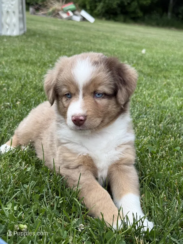 Daisy – Miniature Australian Shepherd puppy for sale in Cambridge, MN