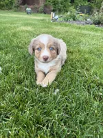 Peaches, a female Miniature Australian Shepherd for sale in Cambridge, MN – 2 of 4