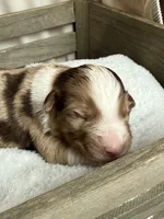 Holden, a male Miniature American Shepherd for sale in Cambridge, MN – Photo 2 of 5