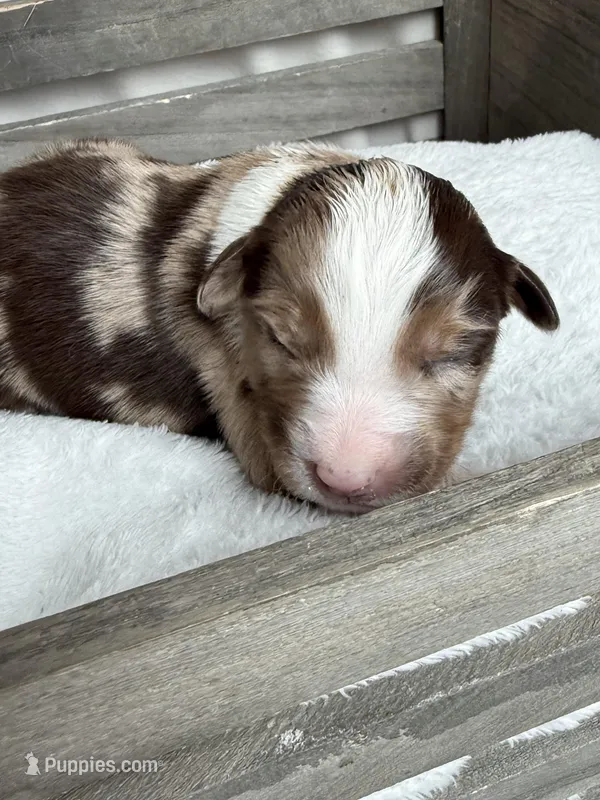 Holden, a male Miniature American Shepherd for sale in Cambridge, MN – Photo 1 of 5