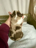 Holden, a male Miniature American Shepherd for sale in Cambridge, MN – Photo 3 of 5