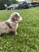Ghost, a male Miniature American Shepherd for sale in Cambridge, MN – 7 of 7