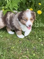Lily, a female Miniature American Shepherd for sale in Cambridge, MN – 2 of 8