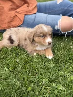 Aubry, a female Miniature Australian Shepherd for sale in Cambridge, MN – 4 of 10