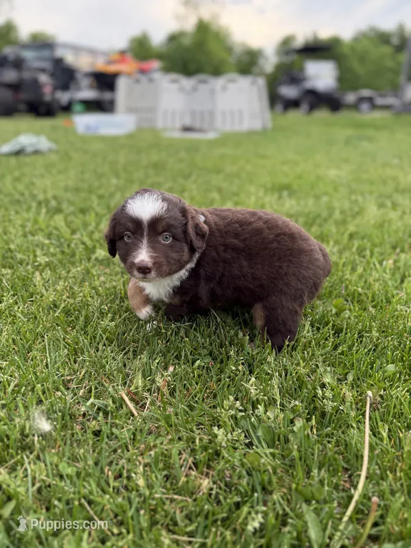 Coffee – Miniature American Shepherd puppy for sale in Cambridge, MN