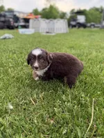 Coffee, a male Miniature American Shepherd for sale in Cambridge, MN – 1 of 5
