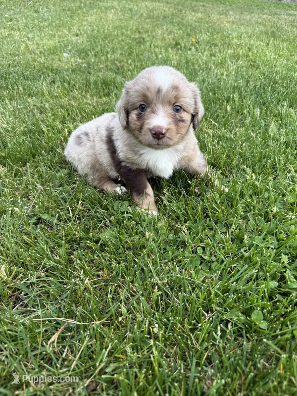 Jake – Miniature Australian Shepherd puppy for sale in Cambridge, MN