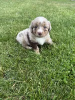 Jake, a male Miniature Australian Shepherd for sale in Cambridge, MN – 1 of 5