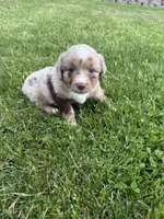 Jake, a male Miniature Australian Shepherd for sale in Cambridge, MN – 4 of 5