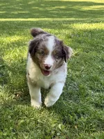 Holden, a male Miniature Australian Shepherd for sale in Cambridge, MN – 3 of 3