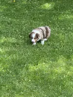 Lily, a female Miniature American Shepherd for sale in Cambridge, MN – 8 of 8