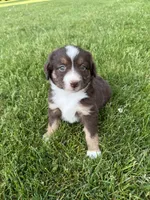 Cocoa, a female Miniature American Shepherd for sale in Cambridge, MN – 3 of 9