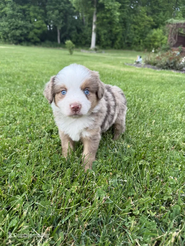 Ghost – Miniature American Shepherd puppy for sale in Cambridge, MN