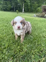 Ghost, a male Miniature American Shepherd for sale in Cambridge, MN – 1 of 7