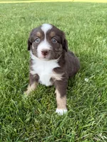 Cocoa, a female Miniature American Shepherd for sale in Cambridge, MN – 4 of 9