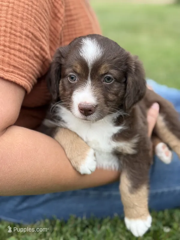 Cocoa – Miniature American Shepherd puppy for sale in Cambridge, MN
