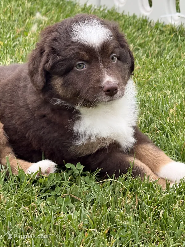 Coffee – Miniature American Shepherd puppy for sale in Cambridge, MN