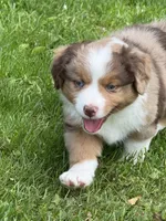 Lily, a female Miniature American Shepherd for sale in Cambridge, MN – 5 of 8