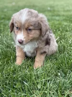 Aubry, a female Miniature Australian Shepherd for sale in Cambridge, MN – 7 of 10