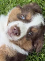 Rusty, a male Miniature American Shepherd for sale in Cambridge, MN – 2 of 9
