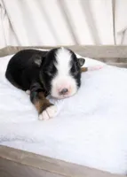 Ringer, a male Miniature Australian Shepherd for sale in Cambridge, MN – Photo 3 of 5