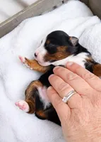 Ringer, a male Miniature Australian Shepherd for sale in Cambridge, MN – Photo 2 of 5