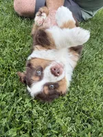 Rusty, a male Miniature American Shepherd for sale in Cambridge, MN – 5 of 9
