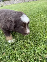 Coffee, a male Miniature American Shepherd for sale in Cambridge, MN – 4 of 5