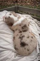 Rose, a female Miniature American Shepherd for sale in Cambridge, MN – Photo 2 of 6