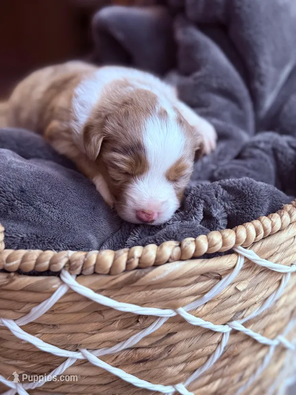Rose – Miniature American Shepherd puppy for sale in Cambridge, MN