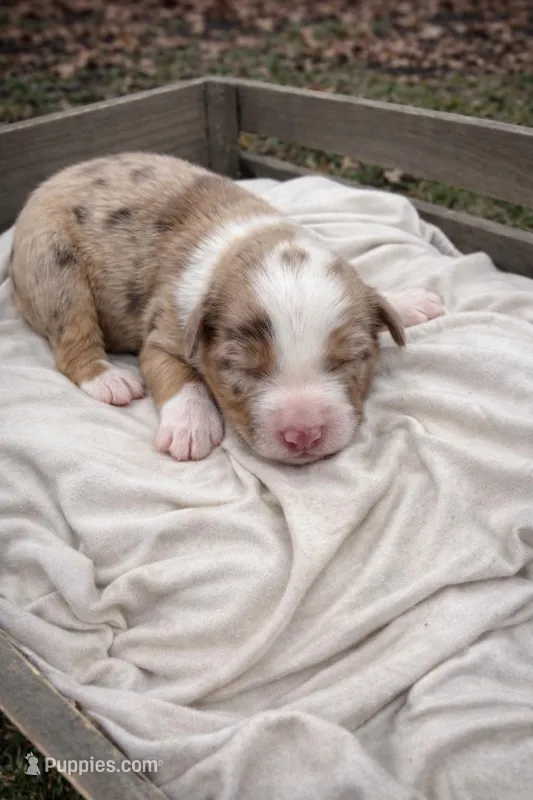 Rose – Miniature American Shepherd puppy for sale in Cambridge, MN