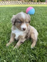 Aubry, a female Miniature American Shepherd for sale in Cambridge, MN – 6 of 6